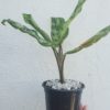 Aglaonema Commutatum - Image 2