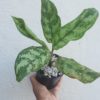 Aglaonema Commutatum - Image 3