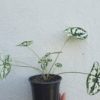 Dwarf Caladium - Image 4