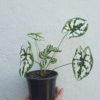 Dwarf Caladium - Image 3