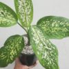 Daiffenbachia - Image 3