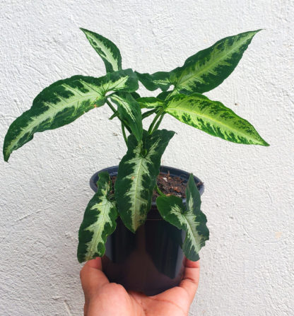 Syngonium Wendlandii - Image 3