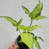 Syngonium Angustatum - Image 3