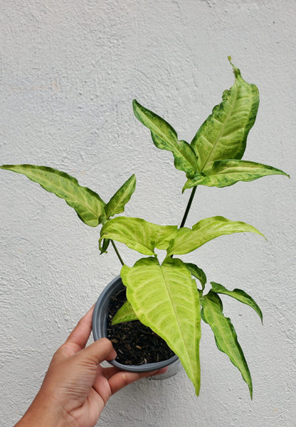 Syngonium Angustatum - Image 3