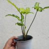 Syngonium Angustatum - Image 2