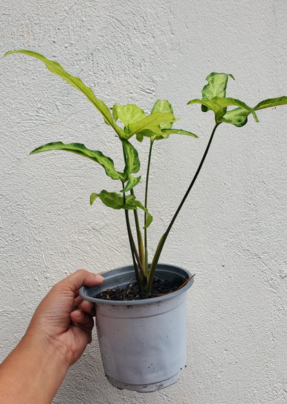Syngonium Angustatum - Image 2