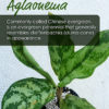 Aglaonema Commutatum