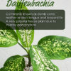 Daiffenbachia