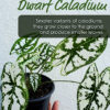 Dwarf Caladium