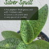 Silver Squill
