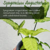 Syngonium Angustatum