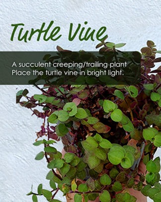 Turtle Vine